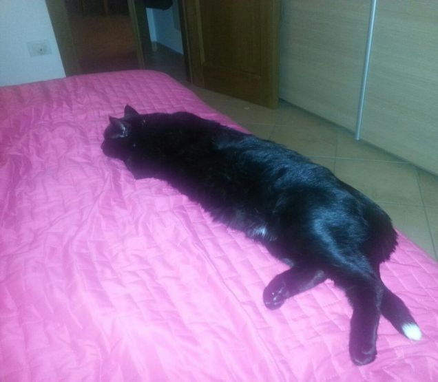 la mia pigrizia è nota a chiunque