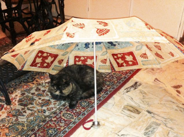 Pussi sotto l'ombrello 