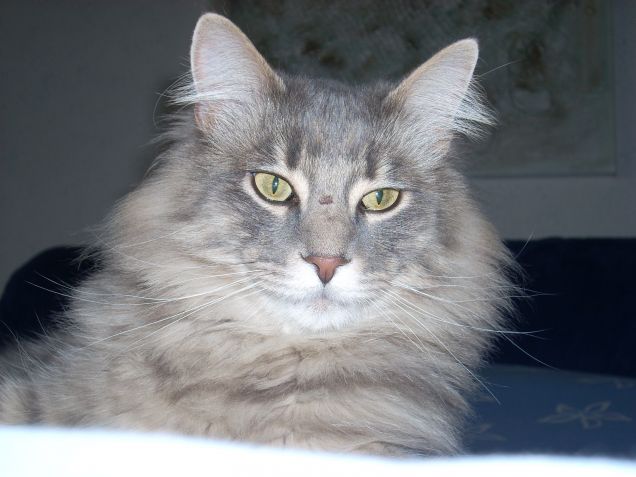 mi sono rotto il nasino