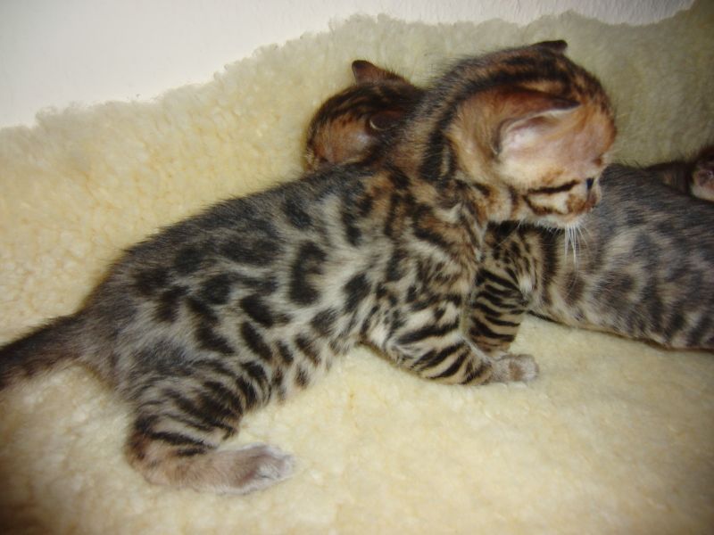 gatti di razza Bengala in marmo e rosette