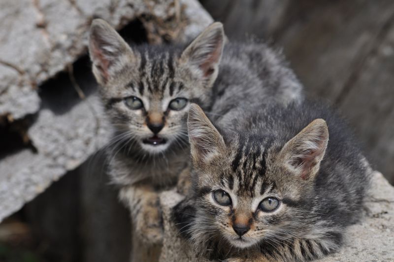 Urgente: tre gattini da adottare