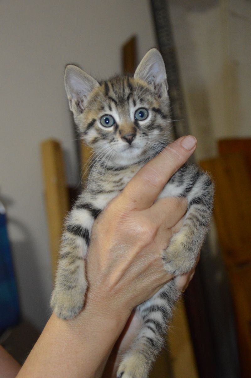 Regalo quattro gattini (Lanuvio - RM)