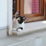 Il gatto ha troppo spirito per non avere cuore.