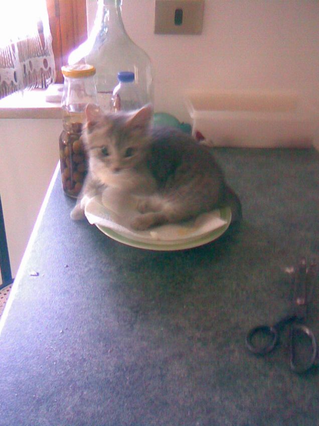 Il pranzo è servito