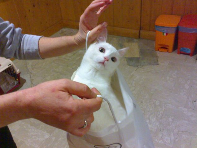 Nella borsa della spesa