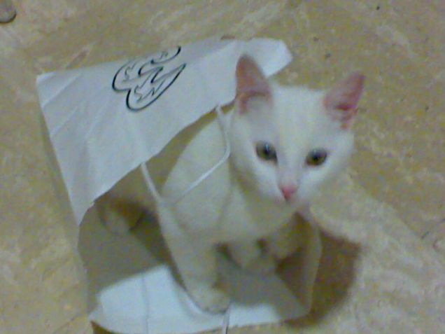 Mi piacciono i sacchetti