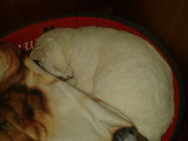 Cosa fa tutto il giorno.....