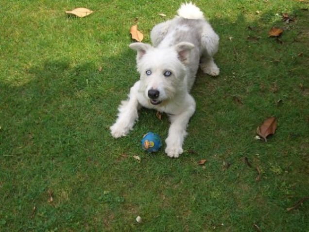 Assist o dribbling?!?!?