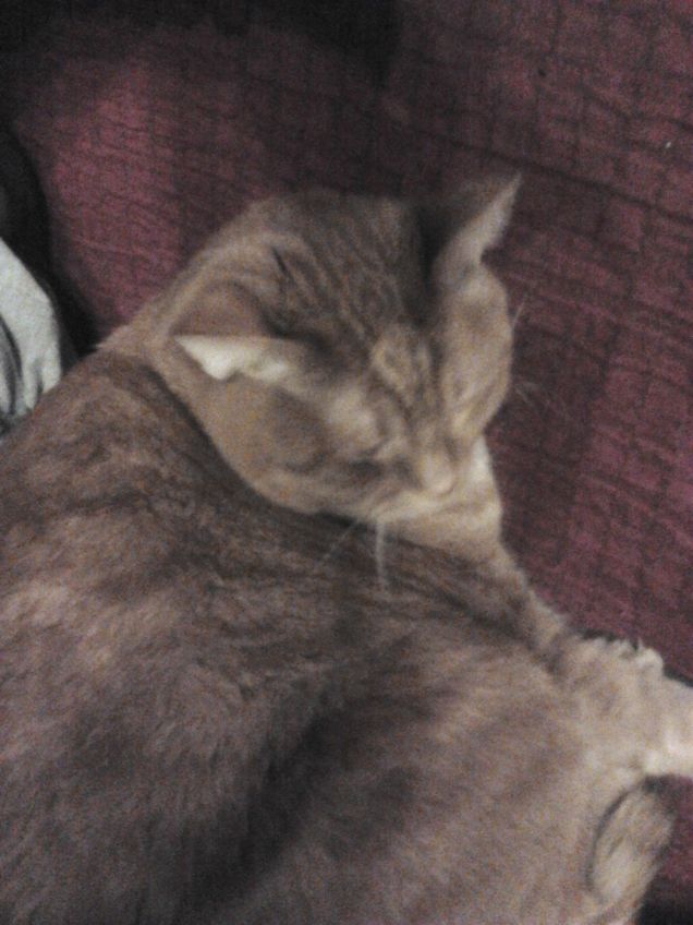 rufus che riposa sul divano