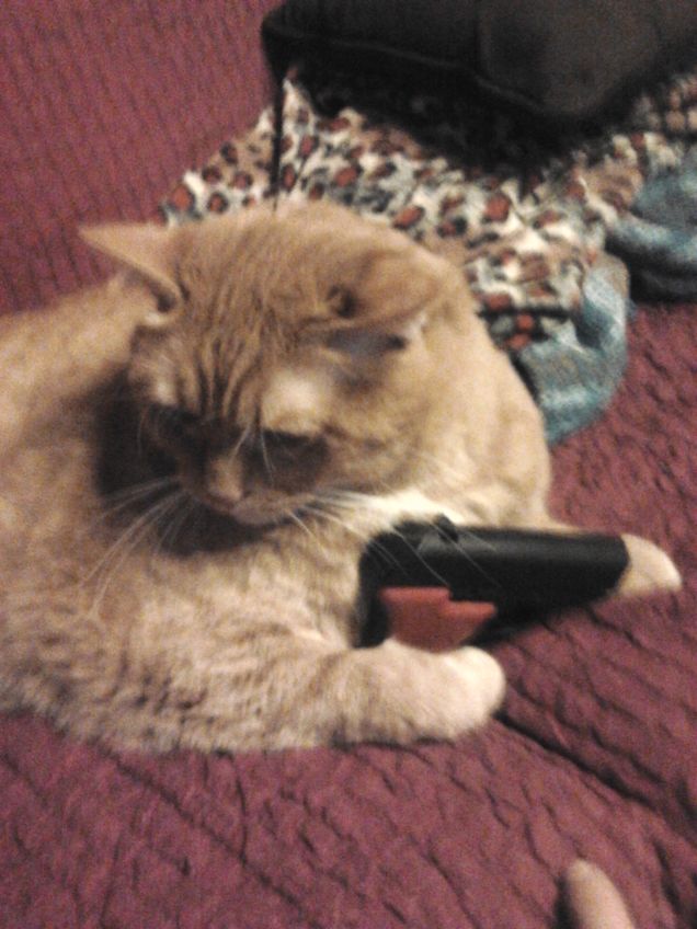 rufus che fà la guardia a casa