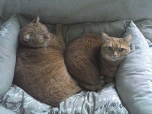 rufus e cleo nella loro poltroncina