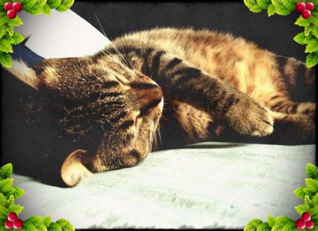 Buone feste pappose e ninnose