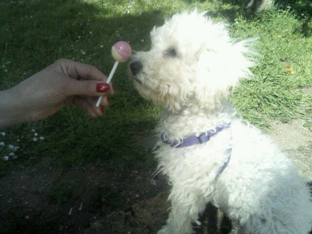 buona la lecca lecca