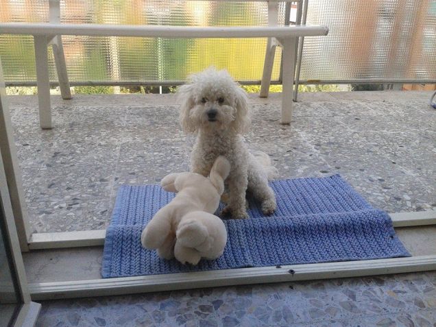 chi è il peluche????