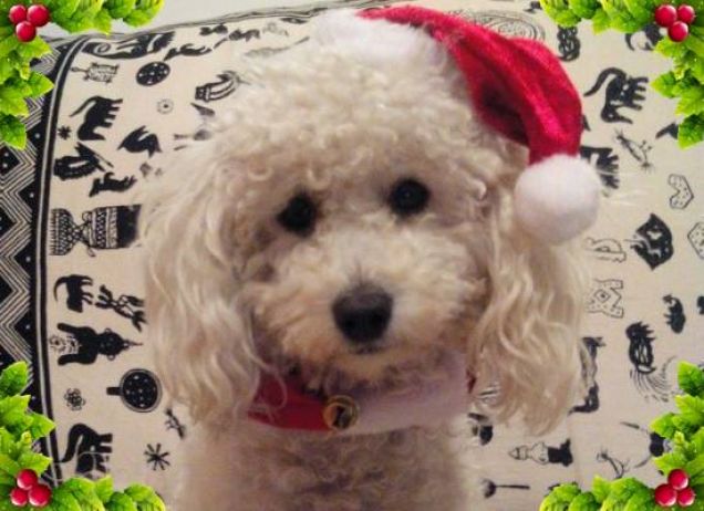 Buon Natale a tutti gli amici pelosetti e non....