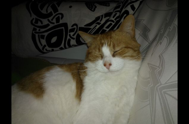 Dolce natale e tanti sonnellini......