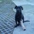 Paperina, incrocio molosso labrador 1 anno cerca adozione