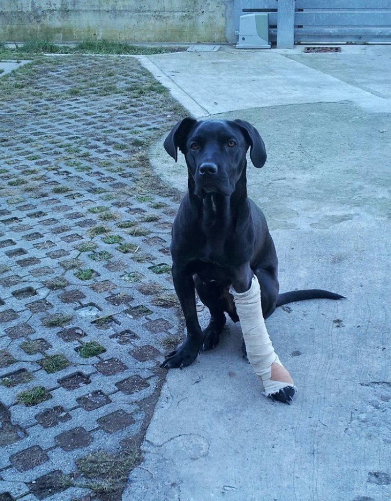 Paperina, incrocio molosso labrador 1 anno cerca adozione