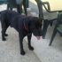 Incrocio labrador in adozione