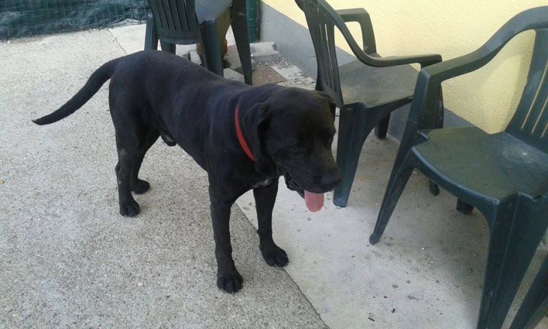 Incrocio labrador in adozione