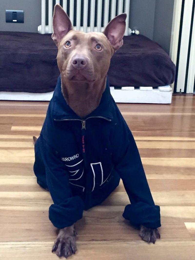 Dolcissima Pitbull di 2 anni in adozione