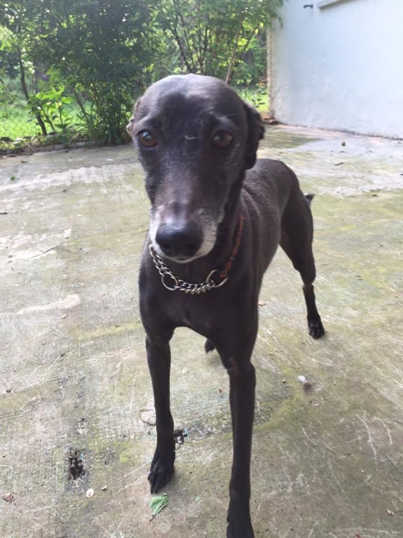 Piccolo Levriero Italiano in adozione