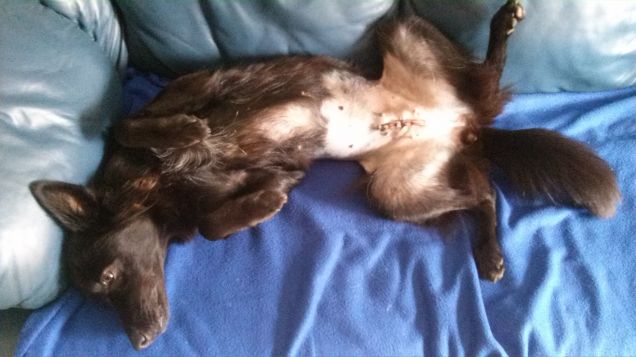 Litsa dopo 2 giorni dall'operazione