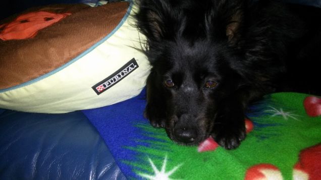 il mio cuscino adorato