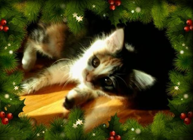 Buon Natale da Lana!!!