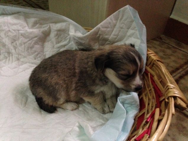 Luce appena arrivata a casa 20-12-2013