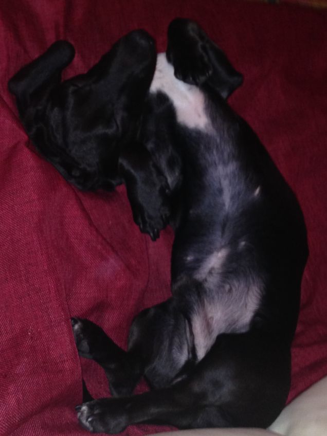 il mio cane che dorme strano