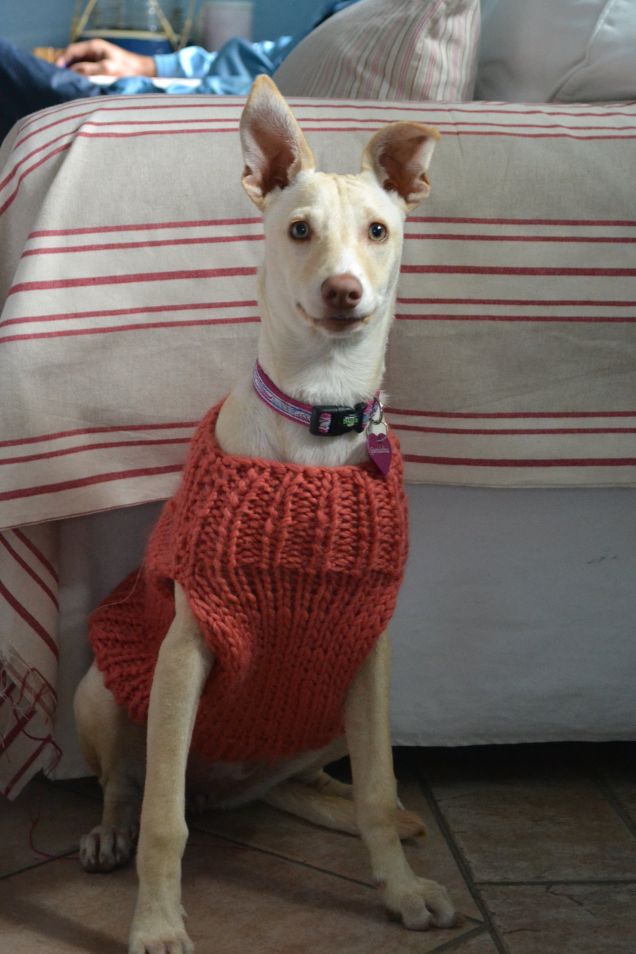 Guenda con il maglione