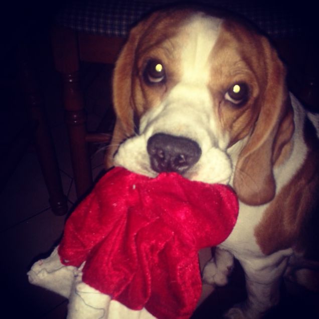 michael un piccolo furfante