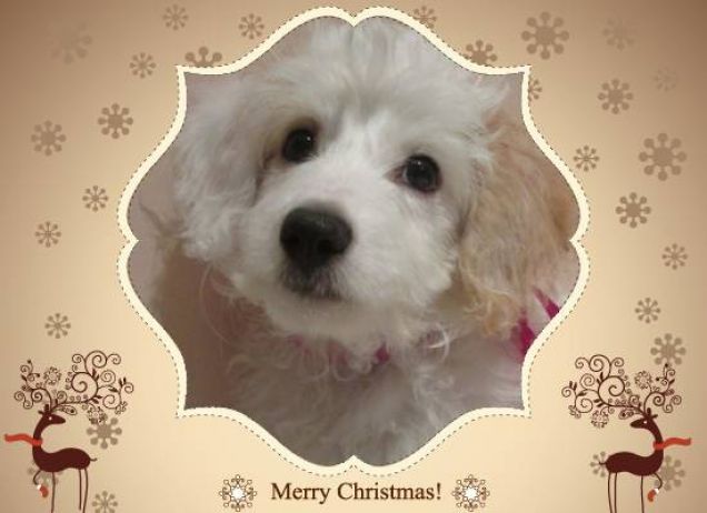 Yoshi: un morbido maltipoo natalizio!