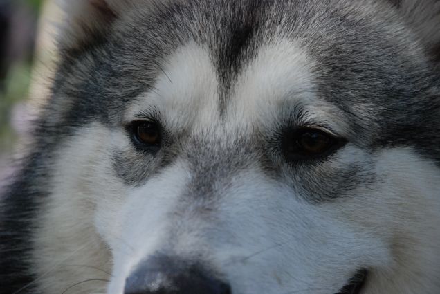 lo sguardo del lupo