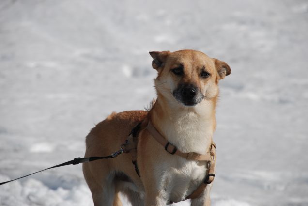 Bille scopre la neve