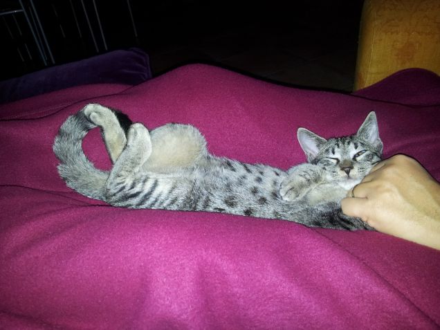 Tartina si è ambientata