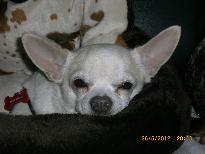 Cerco cucciola di chiuaua