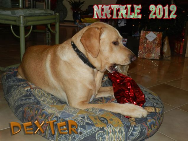 Babbo Natale per Dexter