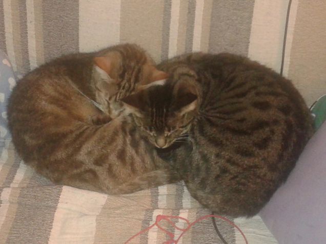 quando non si litiga si dorme insieme...