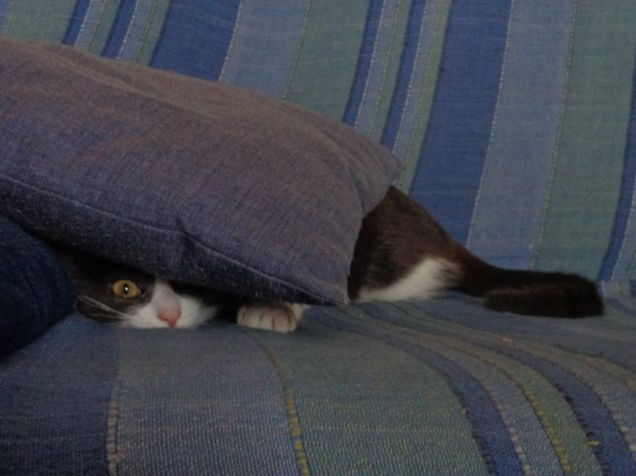 Non mi vede nessuno!