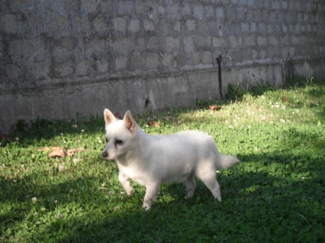 Golia  punta una lucertola
