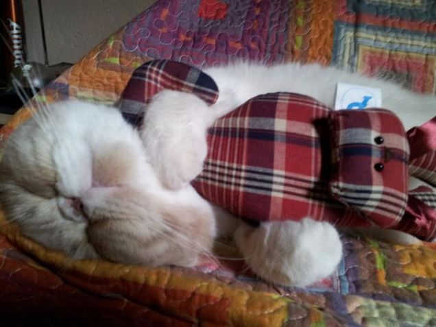 Il Pelush con il pelush