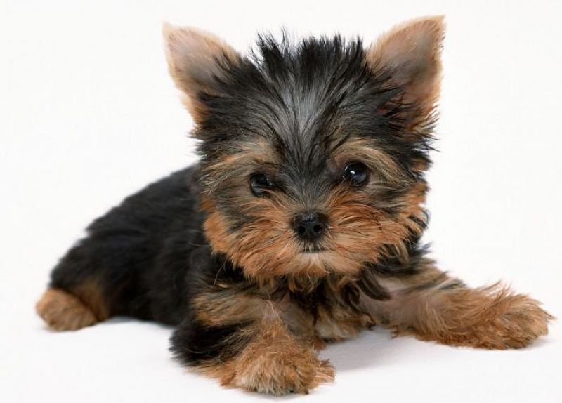 YORKSHIRE TAGLIA TOY ITALIANI PAGABILI A RATE 