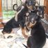 PINSCHER DAVVERO TOY ITALIANI PAGABILI A RATE 