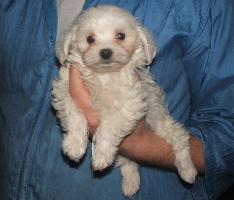 MALTESI  MINUSCOLI, ITALIANI PAGABILI A RATE 