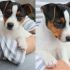 JACK RUSSELL perfetti  ITALIANI PAGABILI A RATE