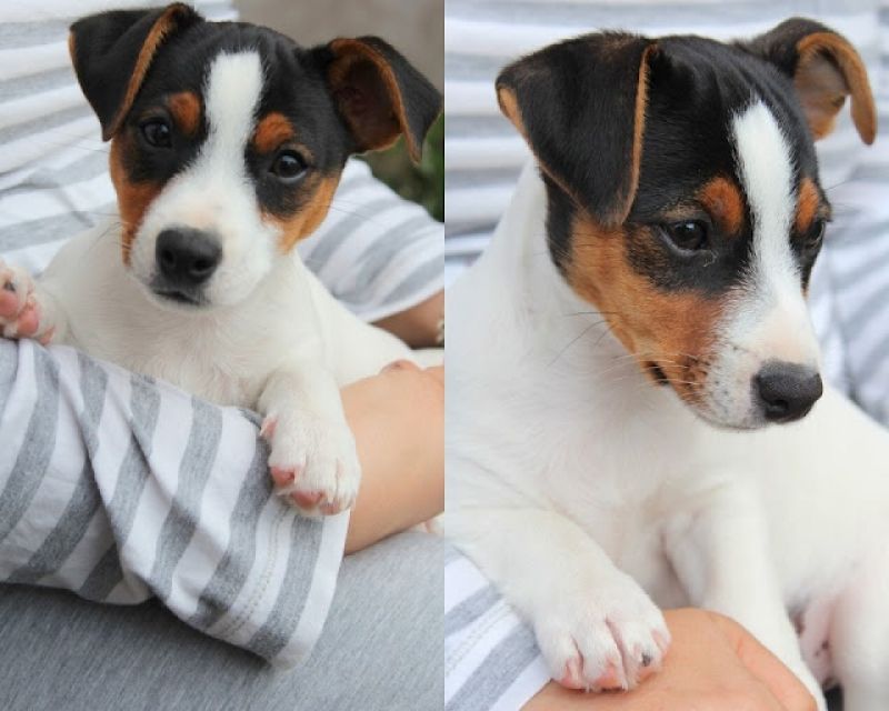 JACK RUSSELL perfetti  ITALIANI PAGABILI A RATE