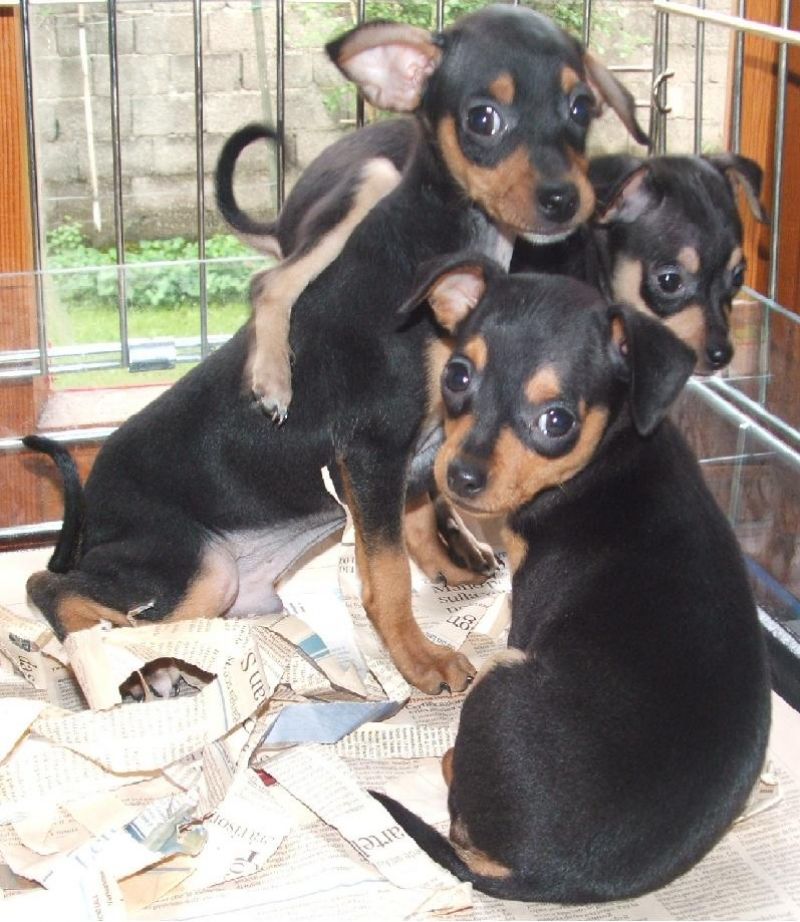 PINSCHER DAVVERO TOY ITALIANI PAGABILI A RATE 