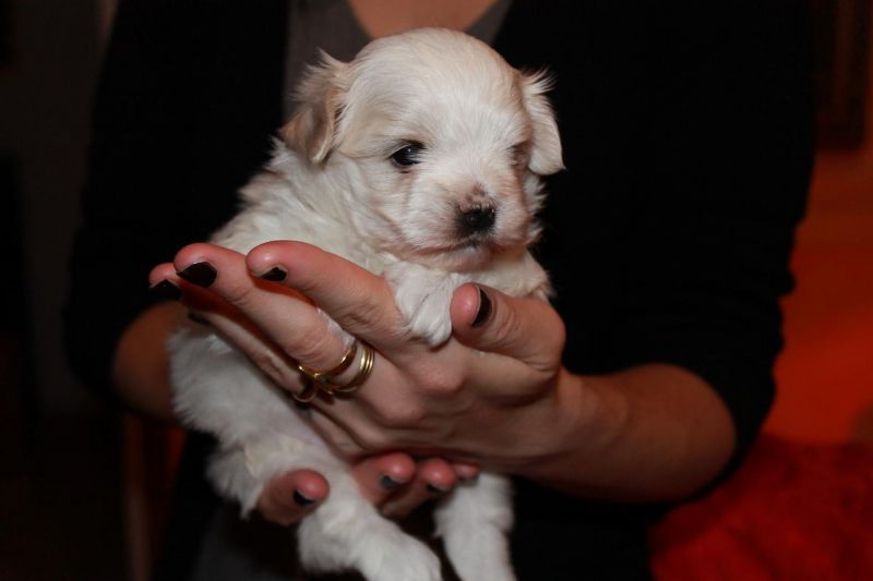 MALTESI TAGLIA DAVVERO TOY,allevamento lombardo